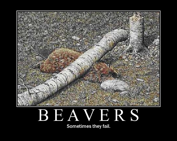 beavers.jpg